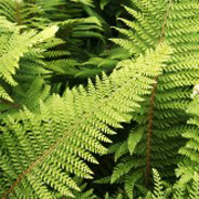 Hardy Fern Polystichum setiferum 'Proliferum'